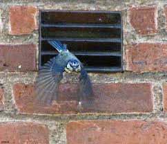 20090606_27 Blue tits (Parus caeruleus) nesting in air ven… | Flickr