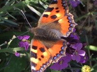 How to… tell a moth from a&nbsp;butterfly