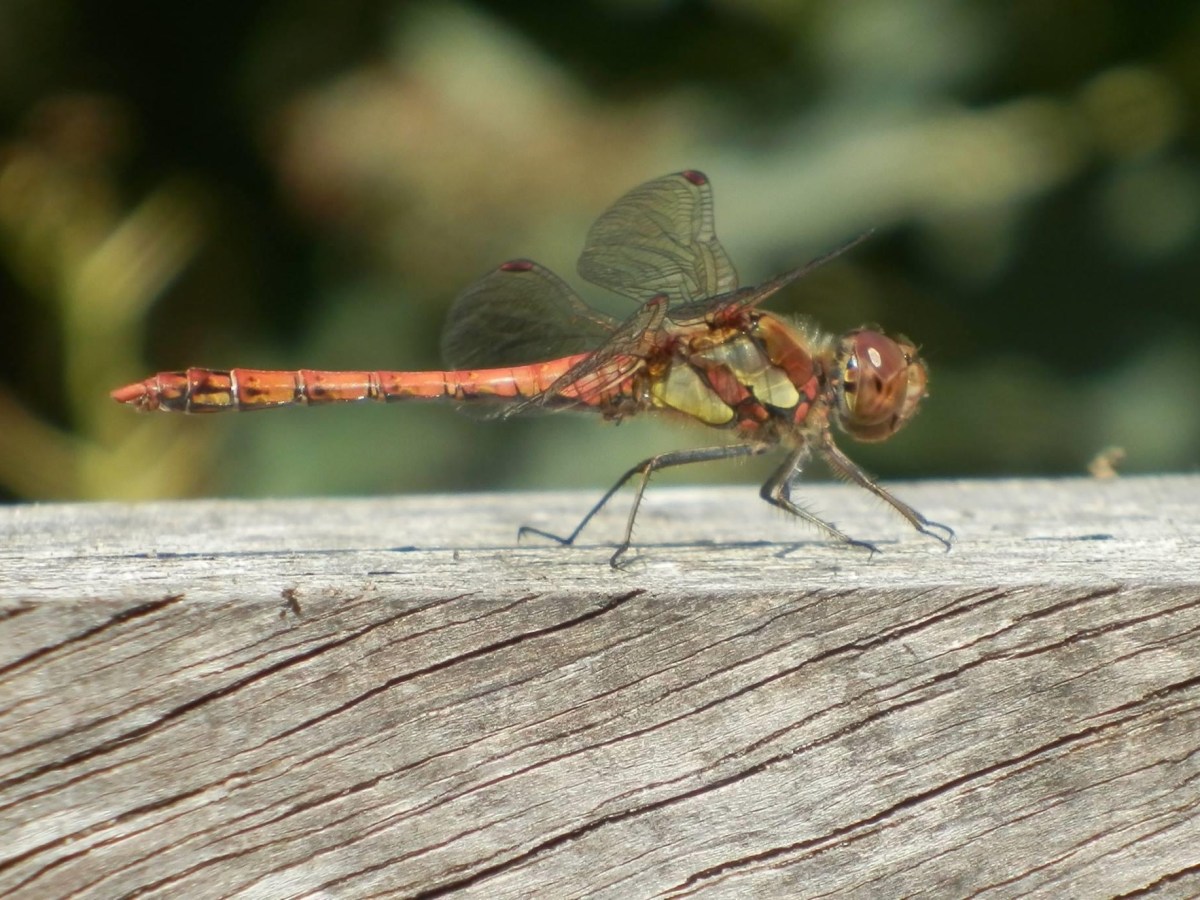 How to… tell a dragonfly from a&nbsp;damselfly
