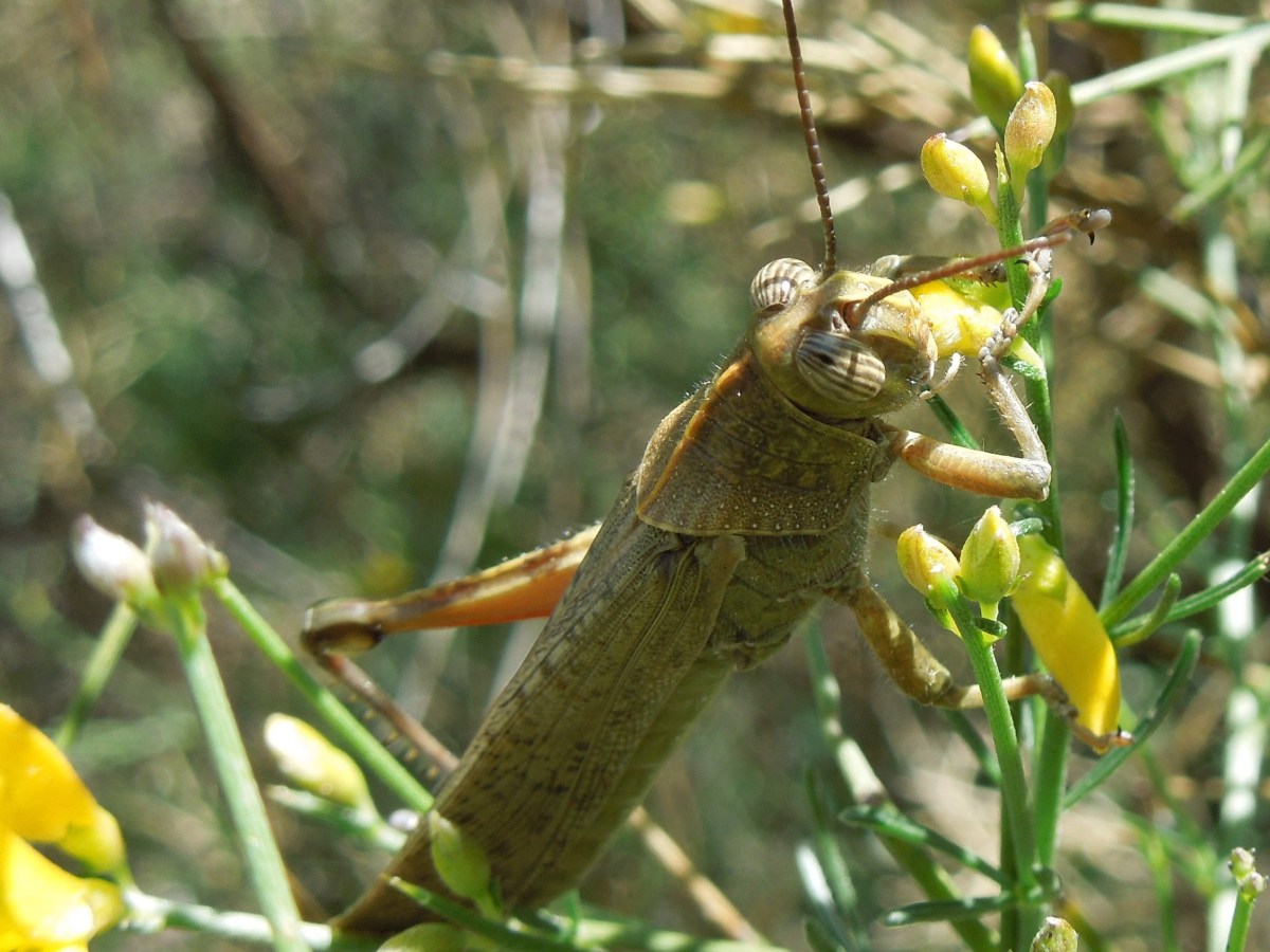 How to… tell a cricket from a&nbsp;grasshopper